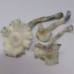 AAAA True Albino Teacher Magic Mushrooms