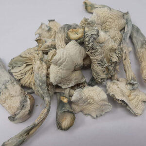 AAAA Albino Zilla Magic Mushrooms