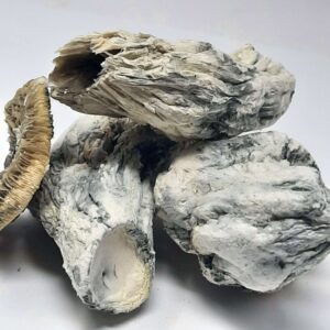 AAAA Albino Burma Magic Mushrooms