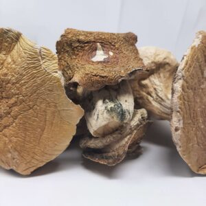 AAAA Makilla Gorilla Magic Mushrooms