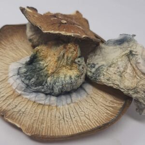 AAAA Hillbilly Pumpkin Magic Mushrooms