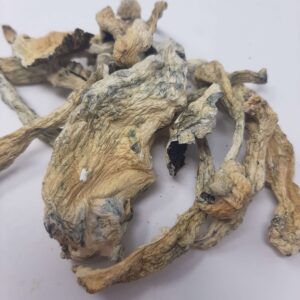 AAAA Albino Penis Envy Magic Mushrooms