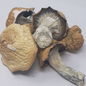 AAAA Jedi Mind Fuck Magic Mushrooms