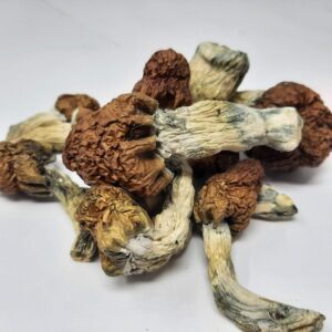 AAAA Blue Pulaski Magic Mushrooms
