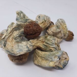 AAAA Code Blue Magic Mushrooms