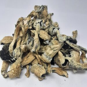 AAAA Blue Magnolia Rust Magic Mushrooms