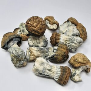 AAAA Steel Magnolia Magic Mushrooms