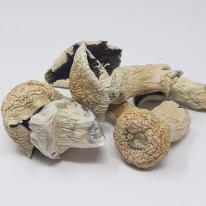 AAAA Bluey Vuitton Magic Mushrooms