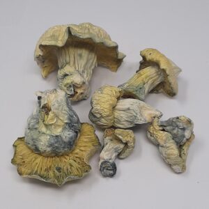 AAAA Albino Thai Lipa Magic Mushrooms